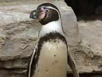 Humboldt Pinguin (Detailausschnitt)